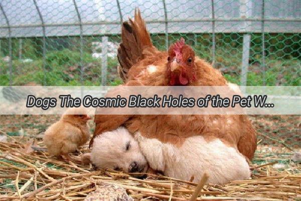 Dogs The Cosmic Black Holes of the Pet World